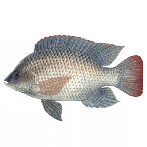 Cá rô phi