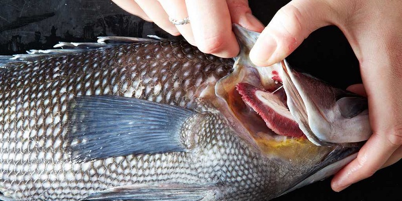 Cá đồng hay cá biển